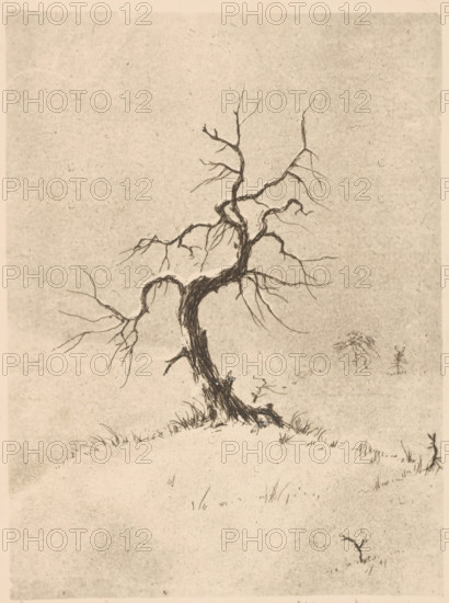 Lonely tree (original title on object), print, inscription: ''Grafico'', inscription: 'Graph - pro...', printmaker: Henri Verstijnen (signed by artist), 1892 - 1931, paper, etching, intaglio printmaking technique, height 201 mm x width 154 mm, trees, A monochrome drawing of a gnarled, leafless tree with a twisted trunk and many thin, angular branches standing on a gently sloping, sparsely grassy hill; the ground around the base shows tufts of grass and small exposed roots, and there are a few tiny, bare saplings or twigs scattered on the hillside, all set against a textured, lightly speckled background.