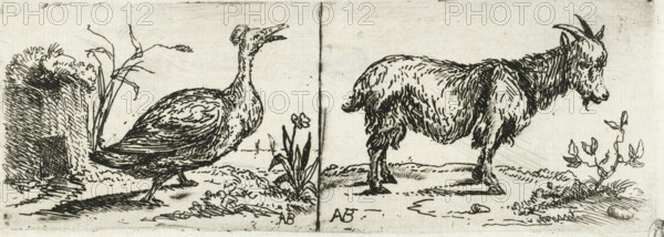 Tufted duck and billy goat, print, Left a tufted duck walking. Right a billy goat lengthwise., printmaker: Anthonie van Borssom, 1639 - 1677, paper, etching, width 152 mm x height 54 mm, water-birds: duck, he-goat, billy-goat, A black ink drawing on a pale background depicts two separate scenes divided by a vertical line. On the left, a plump bird with a long neck and short legs stands on a textured ground near a clump of tall grasses and a rough stone or mound, its feathers rendered with dense short strokes and its beak open. Small plants with elongated leaves rise beside the bird. On the right, a shaggy goat with curved horns and a beard stands facing slightly right on a similar textured ground, its fur shown with layered, flowing strokes; a small leafy plant grows nearby and scattered tufts of grass and uneven ground surround the animal. Both scenes include dark, crosshatched shading and small signature-like marks near the bottom.