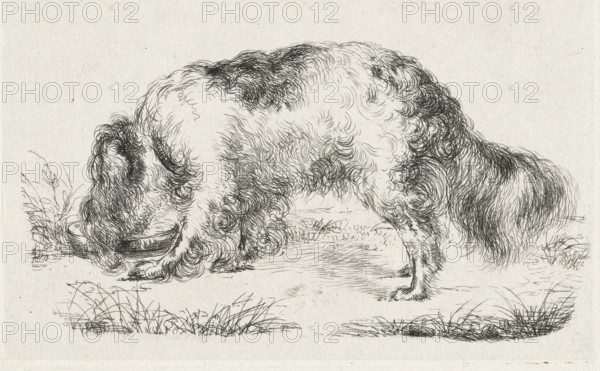 Drinking dog, print, printmaker: Guillaume Anne van der Brugghen, 1832, paper, chine collé, etching, etching on chine collé, height 80 mm x width 120mm, dog, A pen-and-ink drawing of a long-haired dog seen from the side with its head lowered into a shallow bowl, the dog’s fur rendered with dense, curly strokes that emphasize texture along its back, sides, and tail, while its legs and paws are sketched with finer lines; tufts of grass and small ground marks appear around the dog, and the background is a blank, lightly textured surface.