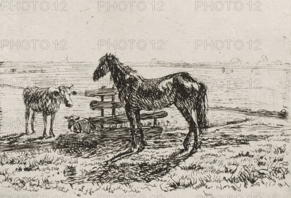 Meadow with a horse and two cows, print, A horse and a cow are standing by a fence in a meadow. A second cow is lying behind the fence., printmaker: Cornelis Albertus Johannes Schermer, The Hague, 1839 - 1915, paper, chine collé, etching, etching on chine collé, height 65 mm x width 80 mm, meadow, pasture, horse, cow, A sketch in dark ink on light paper shows a standing horse facing left with detailed shading on its body and mane, a smaller cow-like animal standing to the left also facing the horse, and a smaller reclining animal between them near a simple wooden fence made of horizontal planks. The ground beneath them is textured with short grass and rough lines, and horizontal lines in the background suggest a flat plain or distant horizon. The overall image is composed of fine, varied pen strokes and hatching.