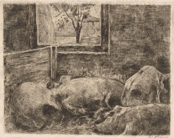 Pigs in a stable, print, printmaker: Eduard Karsen (signed by artist), 1870 - 1941, paper, Japanese paper (handmade paper), etching, intaglio printmaking technique, height 190 mm x width 245 mm, pig, stall, stable, A monochrome etched scene showing two animals lying down inside a room, their rounded backs and curving forms rendered with dense crosshatching, a window with visible framing opens to an outside view where a tree and distant structural elements are sketched, wooden panels and horizontal boards form the interior walls, and the foreground includes folded fabric beneath the animals.