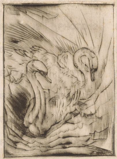 Two swans, print, printmaker: Willem van Konijnenburg, printer (person): Henri van der Stok, 1878 - 1943, printer (person), paper, drypoint, intaglio printmaking technique, height 179 mm x width 130 mm, water-birds: swan, A close-up monochrome drawing shows two birds with long curved necks and downturned heads nestled among ruffled feathers and overlapping wing shapes, rendered with soft shading and visible pencil or charcoal strokes that create texture and contour; sweeping lines form the wings and background, while darker, more defined strokes outline the birds’ beaks and eye areas, and faint smudging and cross-hatching give depth to the plumage and surrounding space.