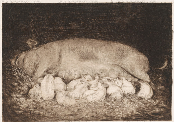 Sow with piglets, print, printmaker: Nicolaas van der Waay, 1865 - 1936, paper, etching, drypoint, intaglio printmaking technique, height 159 mm x width 201 mm, pig, piglet, suckling pig, A large adult pig lies curled on a bed of straw against a dark crosshatched background, its body rendered with fine, textured lines and a visible ear and curled tail; clustered around and beneath the pig are many small piglets nestled close together, their rounded bodies and tiny snouts overlapping as they rest on the straw.