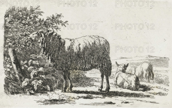Landscape with three sheep, print, printmaker: Simon van den Berg, Netherlands, 1822 - 1899, paper, chine collé, etching, proof print of etching on chine collé, height 93 mm x width 145 mm, sheep, A monochrome etching showing a pastoral scene with a large woolly sheep standing near a leafy bush at the left edge and two smaller sheep reclining on the ground to the right, rendered with fine crosshatching and line work; the standing sheep faces the bush with its head partially turned and its thick fleece detailed with dense strokes, while the reclining sheep show curved backs and relaxed poses; a textured foreground of grass and scattered small rocks extends beneath them and a distant, lightly sketched landscape with low hills occupies the background beneath a mostly empty sky.