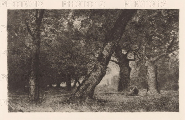 Beukenbos, print, printmaker: Otto Gampert, 1892 - 1905, paper, etching, intaglio printmaking technique, height 168 mm x width 254 mm, Print used for: Verein für Original-Radierung in Munich. Munich: Verein für Original-Radierung, 1892-1905., forest, wood, trees: beech, A monochrome scene of a shaded grove with large, textured tree trunks and dense, leafy canopies filling the upper area, a prominent leaning trunk angling across the center, lighter open space visible through the trees toward the background, a figure sitting or crouching near the base of a tree on the right, a grassy or leaf-covered ground surface beneath the trees, and an overall soft, grainy rendering with muted contrasts.