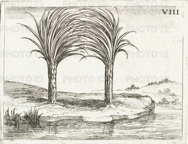 Two palm trees, Life of Mary in emblems, print, cognizance, Series number, 8, 26, Representation of two palm trees standing side by side along a waterfront, their crowns intertwined. This sheet is part of the emblem series 'Life of Mary in emblems'. The first state of this series comprises, in addition to a title page and 26 emblems, three sheets with hymns of praise to Mary in letterpress without illustration., printmaker: Jacques Callot, Nancy, publisher: François Langlois, Paris, 1625 - 1629, 1646, paper, etching, height 64 mm x width 84 mm, trees: palm-tree, Two tall, narrow trees with textured trunks stand on a gently sloping landmass, their long, arching fronds curving inward and overlapping to form a canopy; the ground around them shows layered lines suggesting terrain and a shoreline with reflected ripples in the water below, a clump of shorter grasses near the water, and distant rolling hills dotted with small clustered shapes that resemble vegetation and a small built structu...