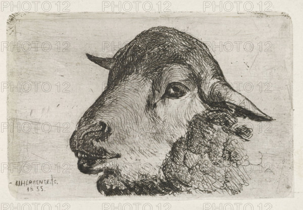 Sheep head, print, printmaker: Jan Heppener, The Hague, 1855, paper, chine collé, etching, etching on chine collé, height 51 mm x width 78 mm, sheep, A close-up etching of an animal head in profile occupying most of the frame, rendered with intricate cross-hatching and short engraved lines; the head shows a curved forehead, a prominent eye with dark shading around it, a rounded snout with textured nostrils and a slightly open mouth, a small pointed horn near the top of the head, and long, textured ears folding back. The lower part of the image shows a detailed, curly textured mane or wool along the jaw and neck, and the background is a plain, lightly scratched rectangular plate with a narrow border and subtle surface marks.