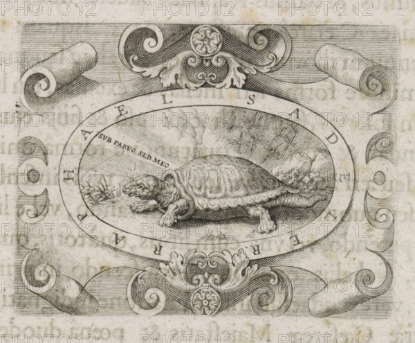 Turtle in a cartouche, print, book illustration, A cartouche with a turtle in a landscape and the motto: 'sub parvus sed meo'. This is the printer's mark of Raphaël Sadeler., printmaker: Raphaël Sadeler (I), printmaker: Raphaël Sadeler (II), grantor of privilege: Ferdinand II (German Emperor), 1619 - 1632, Raphaël Sadeler (I), Raphaël Sadeler (II), Ferdinand II (Holy Roman Emperor), grantor of privilege, paper, engraving, letterpress printing, engraving and book printing, height 59 mm x width 76 mm, tortoises, turtles, device (trade-mark of printer or publisher), An oval engraving centered in the image contains a detailed turtle facing left with a textured shell and visible limbs resting on a ground with small plants and rocks, surrounded by an ornamental border with scrollwork and floral motifs, and decorative curled ribbon-like elements framing the top and sides against a lined background.