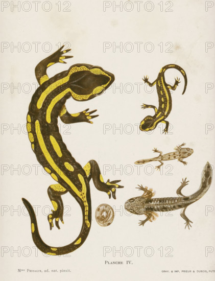 Evolution from egg to salamander, Évolution de la salamandre terrestre, page, photomechanical print, number: 'Planche IV.', inscription: '(D'après l'ouvrage de Mme Phisalix-Picot, à venin de la Salamandre terrestre.)', cliché maker: Prieur & Dubois, France, after painting by Marie Phisalix, c. 1890 - in or before 1900, photographer, printer (person), paper, autotypie, height 126 mm x width 115 mm, Print after page 88., amphibians with tail, A pale background with several illustrated salamanders and larvae in varying positions, one large dark salamander with bright yellow stripes and spots curling from the top left toward the bottom, a smaller dark salamander with yellow dorsal stripes and a curved tail near the top right, a small pale larval form with subtle markings between them, and another darker larval salamander with textured skin and visible limb buds toward the lower right, along with a small circular egg or embryo illustration near the center right.