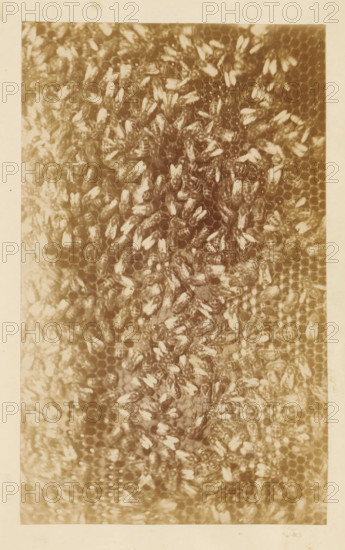Bees on a honeycomb, photograph, page, c. 1882 - in or before 1887, photographer, paper, albumen print, height 95 mm x width 155 mm, bee-hive, insects: bee, A close-up photograph of a honeycomb densely covered with bees, showing hexagonal cells partially visible beneath the cluster; the bees appear in various orientations with visible wings and striped abdomens, and the overall image has a sepia tone and a faded, aged appearance with a light border around the central rectangular area.