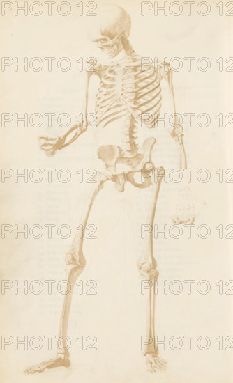 Photo reproduction of a drawing, depicting a human skeleton, photograph, reproduction, page, after drawing by G. Jewitt, c. 1858 - in or before 1868, photographer, paper, salted paper print, height 213 mm x width 135 mm, (human) skeleton, A faded sepia-toned anatomical drawing of a human skeleton shown standing, with a skull tilted slightly to one side, an open jaw, a visible ribcage with individual ribs and a sternum, a detailed spine and pelvis, long arm bones with one hand partially clenched and the other hand outlined and lightly sketched, and long leg bones ending in feet with visible toe bones; the illustration is rendered on an aged, cream-colored background with subtle paper texture.