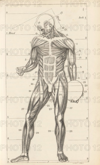 Photo reproduction of a drawing, depicting a muscle model of the human body, photograph, reproduction, page, after drawing by G. Jewitt, c. 1858 - in or before 1868, photographer, paper, salted paper print, height 213 mm x width 135 mm, anatomical model of the muscles, muscle-man, 'écorché', A tall monochrome anatomical illustration of a standing human figure shown from head to feet with skin removed to reveal musculature, drawn in fine pen lines and shading; the head is slightly bowed and turned to the side showing facial muscles and ear detail, the neck and shoulders display layered muscle fibers, the chest and abdomen show pectoral and rectus muscles with vertical striations, the arms are extended with one hand holding a circular object and the other hand slightly cupped, forearm muscles and tendons are rendered in detail, the pelvis and upper thighs show surrounding muscles and groin structures, the legs exhibit long shaded muscle groups down to detailed feet with visible toes, the...