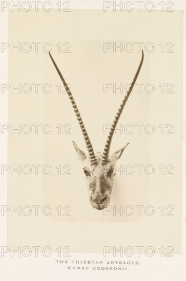 The Thibetan antelope, photograph, page, photographer: Arthur Lucas, London, c. 1859 - in or before 1869, paper, albumen print, height 203 mm x width 145 mm, hoofed animals: antelope, A sepia-toned image showing the front of an antelope head mounted on a plain light background, with long, ridged, straight horns extending high and slightly outward, small pointed ears flanking the base of the horns, large dark eyes, and a narrow snout with visible texture in the fur and skin.