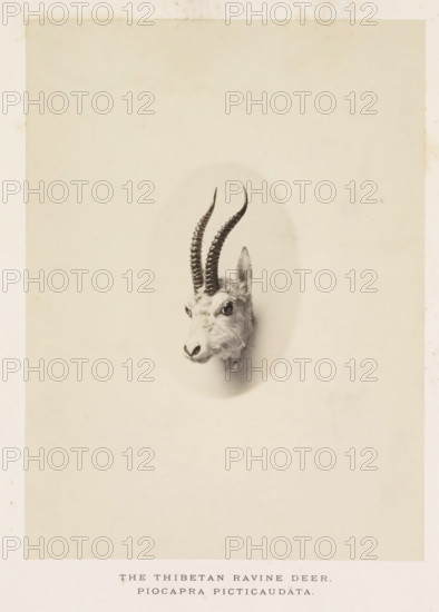 The Thibetan ravine deer, photograph, page, photographer: Arthur Lucas, London, c. 1859 - in or before 1869, paper, albumen print, height 198 mm x width 145 mm, hoofed animals: gazelle, A mounted animal head with long curved ridged horns protrudes from a pale oval background near the center of a large off-white sheet, showing fur, an ear, an eye, and a snout in a monochrome photograph.