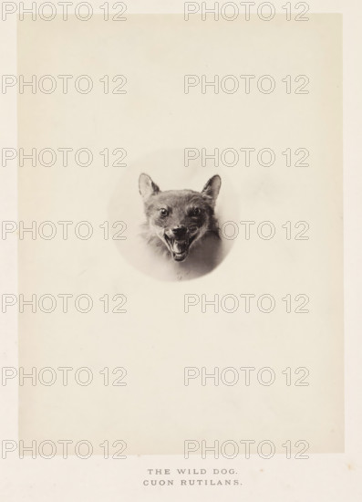 The wild dog, photograph, page, photographer: Arthur Lucas, London, c. 1859 - in or before 1869, paper, albumen print, height 197 mm x width 145 mm, beasts of prey, predatory animals, A pale, rectangular sheet with a central circular vignette showing a mounted animal head with fur, upright ears, and an open mouth revealing teeth, positioned near the upper half of the sheet and surrounded by wide empty space.