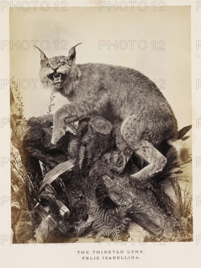 The Thibetan Lynx, photograph, page, photographer: Arthur Lucas, London, c. 1859 - in or before 1869, paper, albumen print, height 199 mm x width 152 mm, beasts of prey, predatory animals: lynx, A mounted lynx with tufted ears and an open mouth showing teeth is posed on a textured rock base surrounded by ferns and various leaves, the animal's fur appearing dense and mottled and its front paw resting on the rock while its body curves toward the rear, all set against a plain light background with a narrow border around the scene.
