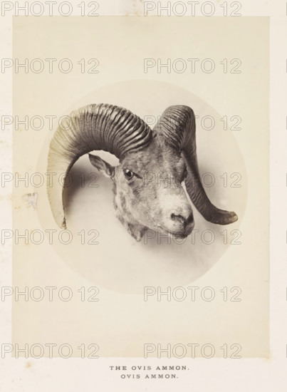 The ovis ammon, photograph, page, photographer: Arthur Lucas, London, c. 1859 - in or before 1869, paper, albumen print, height 201 mm x width 152 mm, sheep, A monochrome photograph of an animal head mounted on a circular background, showing a caprine face with large curved ridged horns extending outward and curling down, textured fur on the forehead and muzzle, visible ears tucked behind the horns, glossy eyes facing forward, and subtle shading around the neck where it meets the circular backdrop.