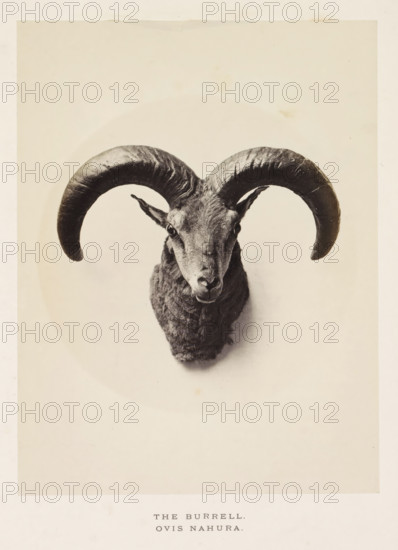 The burrell, photograph, page, photographer: Arthur Lucas, London, c. 1859 - in or before 1869, paper, albumen print, height 200 mm x width 152 mm, sheep, A monochrome photograph of a mounted ram head centered on a pale background, showing a front-facing view with large curved horns extending outward and downward, textured fur on the face and neck, prominent eyes and ears, and a visible nose and mouth, with a faint circular shadow behind the head and a wide pale margin surrounding the image.
