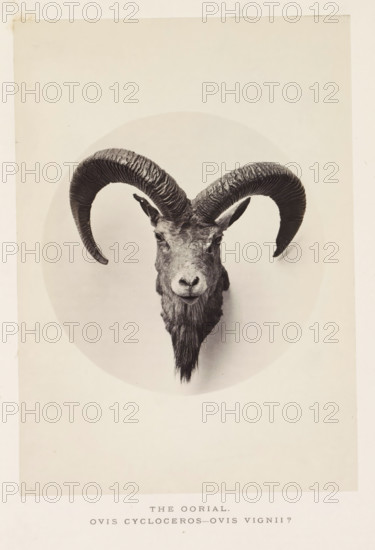 The earial, photograph, page, photographer: Arthur Lucas, London, c. 1859 - in or before 1869, paper, albumen print, height 196 mm x width 140 mm, sheep, A monochrome photograph of a mounted wild sheep head with large, curved ridged horns that sweep outward and downward, centered within a faint circular backdrop, showing the animal's face from front including its eyes, nose, small ears, and a long beard of coarse hair, all set against a plain light background with a narrow border around the image.