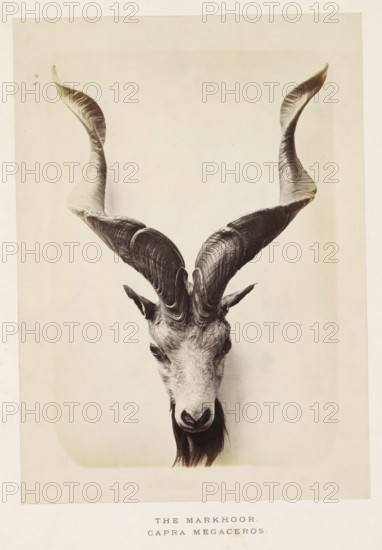 The markhoor, photograph, page, photographer: Arthur Lucas, London, c. 1859 - in or before 1869, paper, albumen print, height 204 mm x width 146 mm, goat, A sepia-toned photograph showing the upper portion of a horned goat-like animal facing forward, with a narrow face, pointed ears, and a long dark beard; its large spiraled horns curve upward and outward with textured ridges visible along their length, set against a plain light background and framed by a pale border.
