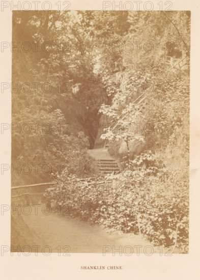 Shanklin Chine, photograph, page, photographer: William Russell Sedgfield, Shanklin, c. 1859 - in or before 1869, Isle of Wight, paper, albumen print, height 139 mm x width 102 mm, road, path, A faded sepia photograph showing a narrow wooded path bordered by dense foliage and trees, with a set of worn steps leading upward into a darker, rock-lined ravine, small wooden railings visible along the path and near the top of the steps, and layers of leaves and undergrowth filling the foreground and slopes.