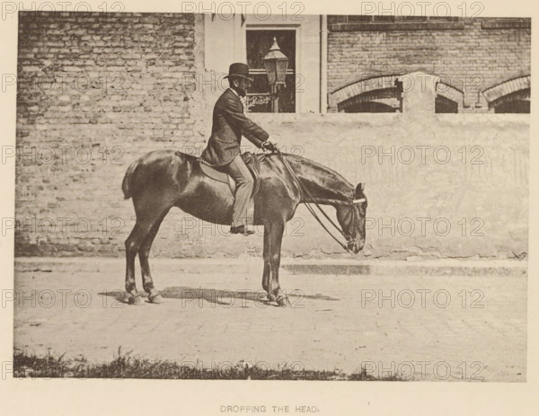 Man on a horse using the reins to lower the horse's head, Dropping the head, page, photomechanical print, photographer: Alexander Nicol (possibly), Edinburgh (possibly), cliché maker: Römmler & Jonas, Dresden, printer (person): Römmler & Jonas, c. 1879 - in or before 1889, Alexander Nicol, Römmler & Jonas, photographer, Edinburgh, paper, collotype, photogravure, height 97 mm x width 137 mm, horse, riding a horse, ass, or mule, rider, horseman, head-gear: bowler hat, A sepia-toned photograph shows a man wearing a dark suit jacket and a bowler hat seated upright on a dark horse that has its head lowered toward the ground; the man holds the reins and sits in a saddle with his feet in stirrups, while the horse stands on a paved surface casting a faint shadow; behind them is a textured brick wall with a lighter plastered section and window openings, and a lantern visible through one window.