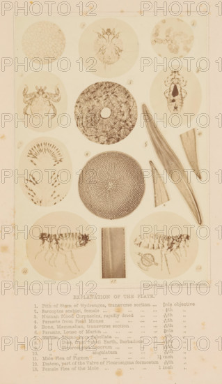 How to work with the microscope, book, writer (clerical worker): Lionel Smith Beale, publisher: Lindsay and Blakiston, Philadelphia, 1870, writer (clerical worker), North America, textile materials, pasteboard, paper, linen (material), albumen print, wood engraving, printing, lithography, height 228 mm x width 147 mm x thickness 51 mm, A vertically oriented sheet with a rectangular border contains a grid of circular and oval vignetted scientific illustrations arranged in columns and rows, each showing detailed monochrome drawings of small organisms, microscopic structures, and geometric patterns; the top row includes round illustrations of a clustered cellular texture, a mite-like organism with legs, and a scattering of small circular cells; the second row shows an oval crab-like creature, a textured circular disk with a central hole, and an elongated insect-like specimen inside an oval; the third row displays a feathery radial structure in an oval, a densely patterned circular disk wi...