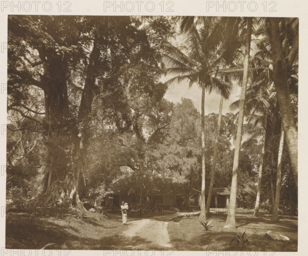 Resthouse at Nalanda Gedidge, Sri Lanka, page, photomechanical print, title: 'REST-HOUSE AT NALANDA.', photographer: Henry William Cave, Nalanda Gedige, cliché maker: anonymous, 1896, South Asia, paper, Woodburygravure, height 149 mm x width 185 mm, Print for page 15., trees, hotel, hostelry, inn, A sepia-toned scene of a tropical landscape dominated by tall trees and palms with long trunks and feathery fronds, dense foliage filling the upper portion of the image and casting dappled shade below, a dirt path leading from the foreground toward a group of simple wooden buildings with pitched roofs partially obscured by vegetation, a person standing on the path holding a child, large exposed tree roots and trunks visible at the left, scattered low plants and grassy ground at the right, and filtered light creating soft contrasts across the scene.