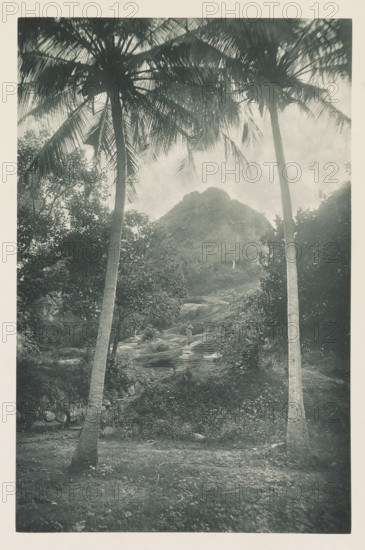 View of Mihintale, Sri Lanka, page, photomechanical print, Mihintale is the place where Buddhism was introduced to Sri Lanka., title: 'MIHINTALE.', photographer: Henry William Cave, cliché maker: anonymous, 1896, South Asia, paper, Woodburygravure, height 195 mm x width 126 mm, Print for page 25., mountains, flight of steps, Mihintale, A grayscale photograph showing a tropical scene framed by two tall palm trees with long, arching fronds at the top, a rough path or stepped stone incline leading upward between dense foliage, a solitary figure standing partway up the incline, low shrubbery and trees on either side, a rocky foreground with scattered leaves and a textured ground surface, and a rounded, tree-covered hill in the background beneath a hazy sky.