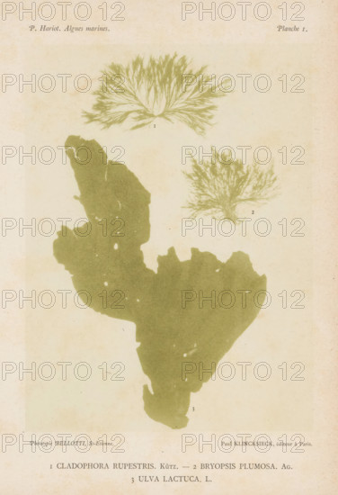 Three types of seaweed, page, photomechanical print, (1) is rock seaweed, (2) is featherweed, (3) is sea lettuce., number: '1, 3', number: 'Planche 1.', inscription: 'Cladophora Rupestris, Ulva Lactuca. L.', France, cliché maker: Bellotti, Saint-Étienne, publisher: Paul Klincksieck, Paris, c. 1882 - in or before 1892, photographer, paper, collotype, photoprint, height 161 mm x width 119 mm, algae, seaweed, A faded off-white paper background with three greenish botanical silhouettes: a feathery fan-shaped specimen near the top center, a smaller branching tuft to its right, and a large irregular seaweed-like shape dominating the lower half; faint aging spots and subtle discoloration are visible across the page.