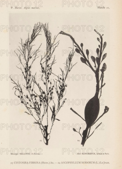 Two species of seaweed, page, photomechanical print, (23) is fibrous seaweed, (24) is clubweed., inscription: 'Cystosira, nodosum (L.) Le Jolis.', number: '23, 24', number: 'Planche 10.', France, cliché maker: Bellotti, Saint-Étienne, publisher: Paul Klincksieck, Paris, c. 1882 - in or before 1892, photographer, paper, collotype, photoprint, height 161 mm x width 119 mm, algae, seaweed, A vertical page with two dark plant silhouettes on a light background, the left silhouette showing a branching, feathery structure with many thin twigs and small rounded bulbous nodules along the branches, the right silhouette depicting a thicker stem with few branches bearing elongated oval pads and a large bulbous base, faint printed headings and small numbers near the bottom visible but not described, and a slightly aged, off-white paper texture across the page.