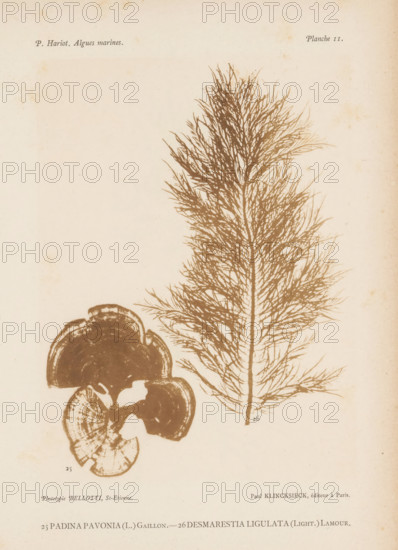 Two types of seaweed, page, photomechanical print, (25) is peacock tail, (26) is brown seaweed., number: '25, 26', inscription: 'Padina, ligulata (Light.) Lamour.', number: 'Planche 11.', France, cliché maker: Bellotti, Saint-Étienne, publisher: Paul Klincksieck, Paris, c. 1882 - in or before 1892, photographer, paper, collotype, photoprint, height 161 mm x width 119 mm, algae, seaweed, A vertical botanical illustration on aged paper showing a tall, feathery, branching seaweed rendered in brown tones on the right side and two rounded, fan-shaped fungal or algal forms in darker brown on the lower left, all printed with delicate, detailed textures; there are small printed captions at the top corners and along the bottom edge, and the paper shows light discoloration and spotting.