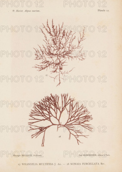 Two species of seaweed, page, photomechanical print, (27) is Wrangelia multifida, (28) is Scinaia furcellata., number: 'Planche 12.', inscription: 'Wrangelia, furcellata Biv.', number: '27, 28', France, cliché maker: Bellotti, Saint-Étienne, publisher: Paul Klincksieck, Paris, c. 1882 - in or before 1892, photographer, paper, collotype, photoprint, height 161 mm x width 119 mm, algae, seaweed, A pale, aged paper page with two detailed botanical illustrations of reddish-brown seaweed-like plants arranged vertically, the upper one showing a finely branched, feathery structure with many thin, twiggy offshoots and a delicate central stalk, and the lower one displaying a broader, fan-shaped, densely branched form with thicker main branches radiating outward; faint signs of foxing and slight discoloration appear across the background.