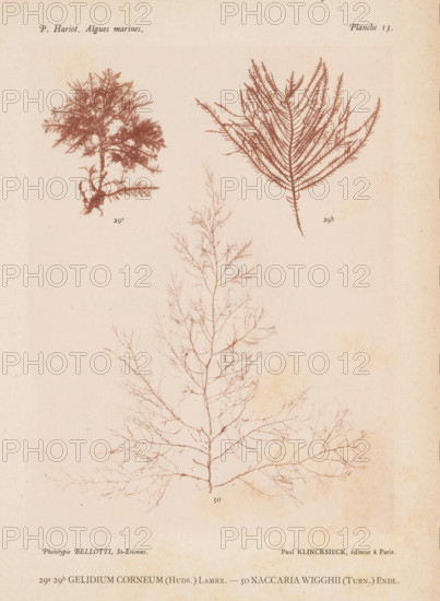 Two species of seaweed, page, photomechanical print, (29a) and (29b) is Gelidium corneum, (30) is Naccaria wiggii., number: 'Planche 13.', number: '29a, 30', inscription: 'Gelidium, wigghii (Turn.) Endi.', France, cliché maker: Bellotti, Saint-Étienne, publisher: Paul Klincksieck, Paris, c. 1882 - in or before 1892, photographer, paper, collotype, photoprint, height 161 mm x width 119 mm, algae, seaweed, A faded page showing three detailed seaweed specimens in a reddish-brown tone on a pale beige background, with two smaller branched clusters toward the top—one on the left with a bushy, compact shape and one on the right with a fanlike, feathered appearance—and a larger, finely branched, tree-like specimen occupying the lower center, all rendered with thin delicate lines and subtle variations in tone.