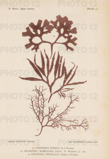 Three species of seaweed, page, photomechanical print, (31) is Irish moss, (32) is Irish moss, (33) is red algae., inscription: 'Chondrus, pistillata (Gmel.) Stackh.', number: '31, 33', number: 'Planche 14.', France, cliché maker: Bellotti, Saint-Étienne, publisher: Paul Klincksieck, Paris, c. 1882 - in or before 1892, photographer, paper, collotype, photoprint, height 161 mm x width 119 mm, algae, seaweed, A pale, aged paper background with three stylized seaweed silhouettes in a muted brown tone, the topmost having broad, lobed, almost fan-like blades with irregular holes, the middle featuring elongated, tapering fronds with serrated edges branching from a central stem, and the lowest showing a delicate, highly branched, tree-like structure with many fine twigs.