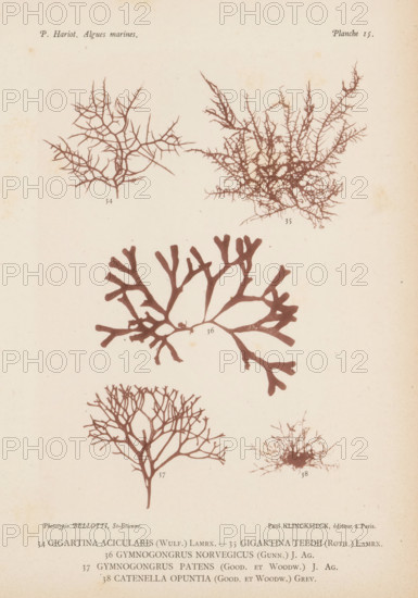 Five species of seaweed, page, photomechanical print, (34) is red algae, (35) is red algae, (36) is Gymnogrongus norvegicus, (37) is Gymnogrongus patens, (38) is red algae., number: 'Planche 15.', inscription: 'Gigartina, opuntia (Good. et Woodw.) Grev.', number: '34, 38', France, cliché maker: Bellotti, Saint-Étienne, publisher: Paul Klincksieck, Paris, c. 1882 - in or before 1892, photographer, paper, collotype, photoprint, height 161 mm x width 119 mm, algae, seaweed, A faded page with several brown botanical silhouettes resembling branching seaweeds and coral-like forms arranged vertically, showing thin spindly branches, thicker paddle-shaped branches, and dense tangled tufts, all printed on a light beige background with small scattered spots of discoloration.