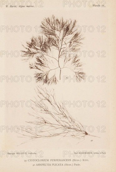 Two species of seaweed, page, photomechanical print, (39) is Cystoclonium purpureum, (40) is Ahnfeltia plicata., number: 'Planche 16.', inscription: 'Cystoclonium, plicata (Huds.) Fries.', number: '39, 40', France, cliché maker: Bellotti, Saint-Étienne, publisher: Paul Klincksieck, Paris, c. 1882 - in or before 1892, photographer, paper, collotype, photoprint, height 161 mm x width 119 mm, algae, seaweed, A pale page showing two detailed botanical illustrations of branching seaweed-like specimens rendered in fine dark brown lines, one positioned toward the top with a central stem and radiating feathery branches forming a roughly triangular shape, and another lower illustration with a denser network of long thin branches spreading outward and downward from a thicker base, both on a textured off-white background with small scattered imperfections.