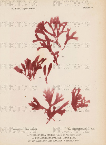 Three species of seaweed, page, photomechanical print, (41) is Phyllophora rubens, (42) is Phyllophora palmettoides, (43a) and (43b) is Callophyllis laciniata., number: 'Planche 17.', number: '41, 43b.', inscription: 'Phyllophora, (Huds.) Kütz.', France, cliché maker: Bellotti, Saint-Étienne, publisher: Paul Klincksieck, Paris, c. 1882 - in or before 1892, photographer, paper, collotype, photoprint, height 161 mm x width 119 mm, algae, seaweed, A faded page shows several pressed seaweed specimens in a reddish hue arranged vertically, each with branching, leaflike fronds of varying shapes and sizes; the background is a pale, slightly aged paper with small spots and subtle discoloration; the seaweed silhouettes include broad, lobed forms and narrower, paddle-shaped pieces with some exhibiting small round spots on their surfaces.
