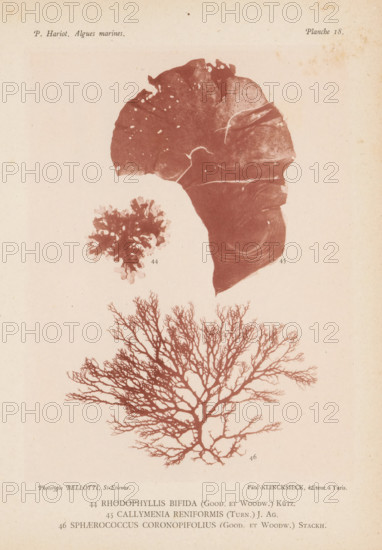 Three species of seaweed, page, photomechanical print, (44) is Rhodophyllis bifida, (45) is Callymenia reniformis, (46) is Sphaerococcus coronopifolius., inscription: 'Rhodophyllis, coronopifolius (Good. et Woodw.) Stackh.', number: 'Planche 18.', number: '44, 46.', France, cliché maker: Bellotti, Saint-Étienne, publisher: Paul Klincksieck, Paris, c. 1882 - in or before 1892, photographer, paper, collotype, photoprint, height 161 mm x width 119 mm, algae, seaweed, A faded page showing three botanical or marine specimens printed in a reddish-brown tone on an off-white background, with a large fan-shaped branching specimen occupying the lower half of the page and displaying a network of thin, tree-like branches, a small rounded, frilly specimen above and to the left with irregular lobed edges, and a large smooth, irregularly shaped sheet-like specimen above and to the right with subtle texture and faint curved lines; the page has light aging spots and slight discoloration around the edge...