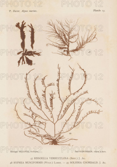 Three species of seaweed, page, photomechanical print, (47) is Rissoella verruculosa, (48) is Hypnea musciformis, (49) is Solieria chordalis., number: 'Planche 19.', inscription: 'Rissoella, chordalis. J. Ag.', number: '47, 49.', France, cliché maker: Bellotti, Saint-Étienne, publisher: Paul Klincksieck, Paris, c. 1882 - in or before 1892, photographer, paper, collotype, photoprint, height 161 mm x width 119 mm, algae, seaweed, A beige page with three brown botanical silhouettes of seaweed-like plants arranged vertically, the top left showing a broad, irregularly shaped specimen with lobed edges and a radial base, the top right displaying a feathery, finely branched specimen with delicate filamentous branches, and the lower portion dominated by a large, fan-shaped specimen with a central stem and many arching, tapering branches covered in short lateral projections, all rendered in a uniform sepia tone on a slightly aged, mottled background.