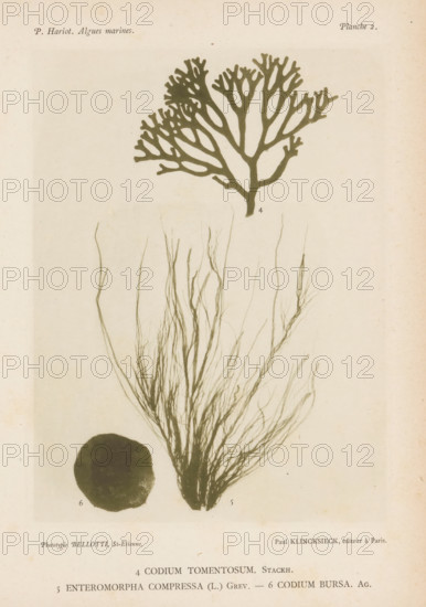 Three types of seaweed, page, photomechanical print, (4) is green sponge seaweed, (5) is flat intestinal seaweed, (6) is felt seaweed., number: 'Planche 2.', number: '4, 6', inscription: 'Codium tomentosum., Codium Bursa. Ag.', France, cliché maker: Bellotti, Saint-Étienne, publisher: Paul Klincksieck, Paris, c. 1882 - in or before 1892, photographer, paper, collotype, photoprint, height 161 mm x width 119 mm, algae, seaweed, A faded botanical plate showing three plant specimens arranged vertically: at the top a stylized fan-shaped branching algae silhouette with multiple forked lobes in a dark olive tone; beneath it a mass of fine, wispy, threadlike fronds radiating upward from a central base, rendered in a paler gray-green; to the lower left a round, dark, solid disc-shaped specimen with a slightly uneven edge. The background is an aged off-white paper with subtle spots and light discoloration.
