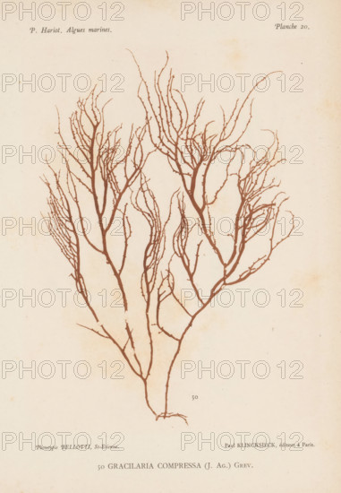 Gracilaria compressa, page, photomechanical print, number: '50', number: 'Planche 20.', inscription: 'Gracilaria compressa', France, cliché maker: Bellotti, Saint-Étienne, publisher: Paul Klincksieck, Paris, c. 1882 - in or before 1892, photographer, paper, collotype, photoprint, height 161 mm x width 119 mm, algae, seaweed, A pale, aged paper background with a detailed brown botanical illustration of a branching seaweed or plant occupying the central area; the plant shows a main stem that splits into many fine, twiglike branches with varied thickness and delicate offshoots, tapering toward the top and sides, and a small rootlike base at the bottom; faint paper spots and subtle discoloration are visible across the sheet.