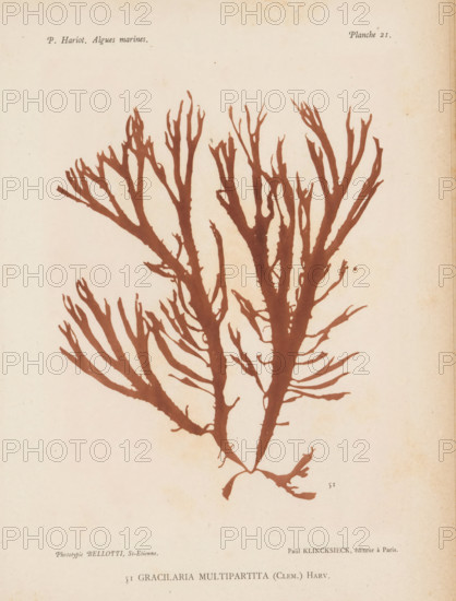 Gracilaria multipartita, page, photomechanical print, number: '51', number: 'Planche 21.', inscription: 'Gracilaria multipartita', France, cliché maker: Bellotti, Saint-Étienne, publisher: Paul Klincksieck, Paris, c. 1882 - in or before 1892, photographer, paper, collotype, photoprint, height 161 mm x width 119 mm, algae, seaweed, A tall, branching seaweed silhouette in a reddish-brown hue fills the center of an aged, off-white page, with multiple thin, irregular fronds extending outward and tapering to pointed tips, some fronds showing small splits and jagged edges, and the base narrowing into a thicker stalk with smaller rootlike extensions, all rendered with flat, solid color against a lightly mottled background.