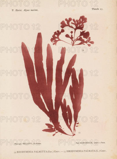 Two species of seaweed, page, photomechanical print, (54) is Rhodymenia palmetta, (55) is Rhodymenia palmata., number: 'Planche 23.', inscription: 'Rhodymenia, palmata (L.) Grev.', number: '54, 55', France, cliché maker: Bellotti, Saint-Étienne, publisher: Paul Klincksieck, Paris, c. 1882 - in or before 1892, photographer, paper, collotype, photoprint, height 161 mm x width 119 mm, algae, seaweed, A pale, slightly aged page shows two pressed seaweed specimens in a flat reddish-brown color against a light beige background; a large branching frond with long, tapered, finger-like segments fills the lower and central area, extending upward from a small clustered base with narrower offshoots, while a smaller, more delicate branching piece with rounded lobed tips and fine connecting stems appears near the top right.