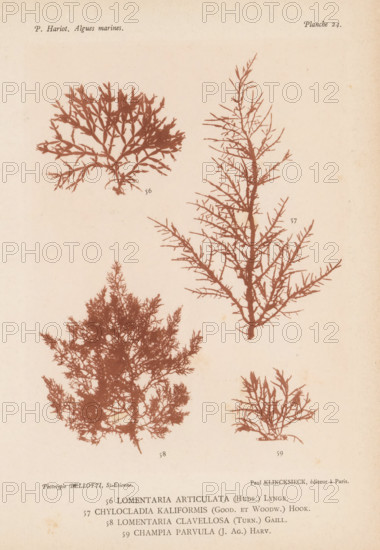 Four species of seaweed, page, photomechanical print, (56) is Lomentaria articulata, (57) is Chylocladia kaliformis, (58) is Chylocladia clavellosa, (59) is Champia parvula., number: '56, 59', number: 'Planche 24.', inscription: 'Lomentaria, parvula (J. Ag.) Harv.', France, cliché maker: Bellotti, Saint-Étienne, publisher: Paul Klincksieck, Paris, c. 1882 - in or before 1892, photographer, paper, collotype, photoprint, height 161 mm x width 119 mm, algae, seaweed, A pale paper sheet with several brownish botanical silhouettes of branching seaweed-like plants arranged across the page, showing a variety of forms from dense bushy clusters to more open, twiggy branches, with fine delicate offshoots and thicker central stems, all rendered in a uniform sepia tone against the light background.