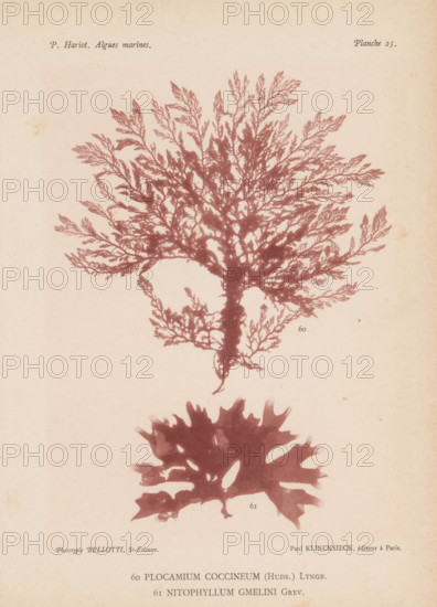 Two species of seaweed, page, photomechanical print, (60) is Plocamium coccineum, (61) is Nitophyllum gmelini., inscription: 'Plocamium, gmelini Grev.', number: '60, 61', number: 'Planche 25.', France, cliché maker: Bellotti, Saint-Étienne, publisher: Paul Klincksieck, Paris, c. 1882 - in or before 1892, photographer, paper, collotype, photoprint, height 161 mm x width 119 mm, algae, seaweed, A faded print on pale paper showing two botanical silhouettes in a reddish-brown tone, the upper specimen resembling a branching, feathery seaweed with a central stalk and many fine, lacy fronds radiating outward, and the lower specimen appearing as a broader, irregularly lobed frond with rounded and jagged edges and some cutout areas, both set against a lightly mottled background.