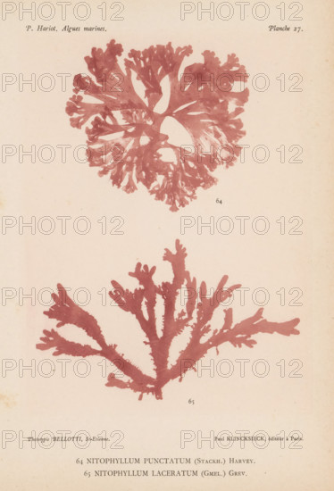 Two species of seaweed, page, photomechanical print, (64) is Nitophyllum punctatum, (65) is Nitophyllum laceratum., number: '64, 65', number: 'Planche 27.', inscription: 'Nitophyllum, laceratum (Gmel.) Grev.', France, cliché maker: Bellotti, Saint-Étienne, publisher: Paul Klincksieck, Paris, c. 1882 - in or before 1892, photographer, paper, collotype, photoprint, height 161 mm x width 119 mm, algae, seaweed, A faded page shows two pressed seaweed specimens in a reddish tone against a beige background, the top specimen forming a rounded, branching rosette with many delicate lobed fronds and small rounded tips, and the lower specimen displaying a broader, fan-like branching structure with thicker primary branches and irregular lobed edges.
