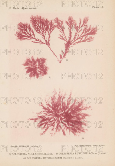 Three species of seaweed, page, photomechanical print, (66) is Delesseria alata, (67) is Delesseria ruscifolia, (68) is Delesseria hypoglossum., number: '66, 68', number: 'Planche 28.', inscription: 'Delesseria, hypoglossum (Woodw.) Lamrx.', France, cliché maker: Bellotti, Saint-Étienne, publisher: Paul Klincksieck, Paris, c. 1882 - in or before 1892, photographer, paper, collotype, photoprint, height 161 mm x width 119 mm, algae, seaweed, A faded page with three reddish botanical prints of branching, feathery seaweed-like specimens arranged vertically against a pale background, the top specimen showing a forked main stem with many fine lateral branches, the middle specimen a rounder, denser rosette of overlapping fronds, and the bottom specimen a large circular burst of thin radiating fronds; faint printing marks appear near the edges and bottom of the page.