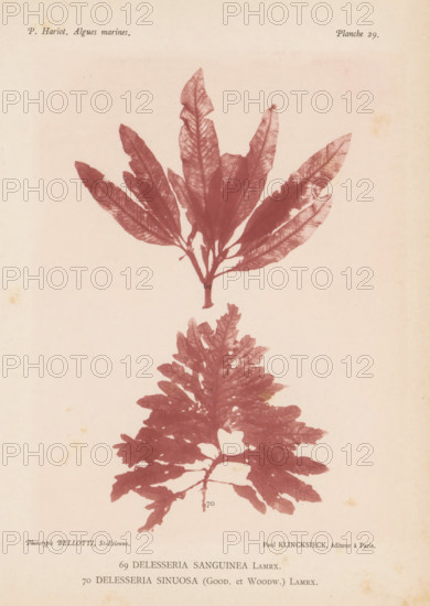 Two species of seaweed, page, photomechanical print, (69) is Delesseria sanguinea, (70) is Delesseria sinuosa., inscription: 'Delesseria, sinuosa (Good. et Woodw.) Lamrx.', number: 'Planche 29.', number: '69, 70', France, cliché maker: Bellotti, Saint-Étienne, publisher: Paul Klincksieck, Paris, c. 1882 - in or before 1892, photographer, paper, collotype, photoprint, height 161 mm x width 119 mm, algae, seaweed, A faded page with two pressed seaweed specimens rendered in a reddish-brown tone, the upper specimen showing a cluster of long narrow leaves radiating from a short stem and the lower specimen showing a broader, more lobed and feathery frond; an off-white background with slight age spots and faint printing at the top and bottom edges.