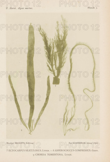 Three species of seaweed, page, photomechanical print, (7) is brush seaweed, (8) is brown seaweed (9) is brown seaweed., number: 'Planche 3.', inscription: '7 Ectocarpus siliculosus, chorda tomentosa. Lyngb.', number: '7, 9', France, cliché maker: Bellotti, Saint-Étienne, publisher: Paul Klincksieck, Paris, c. 1882 - in or before 1892, photographer, paper, collotype, photoprint, height 161 mm x width 119 mm, algae, seaweed, The image shows a pale, textured page with three botanical specimens arranged vertically and slightly overlapping. On the left is a long, flattened frond with several straplike lobes extending from a common base, rendered in a muted green tone. In the center is a feathery branching specimen with many fine, hairlike branchlets emerging from a darker base block. On the right is a thin, elongated, curling specimen with a sinuous, looped shape and sparse, short filamentous projections along its length. The background is off-white with subtle age spots and a faint border...